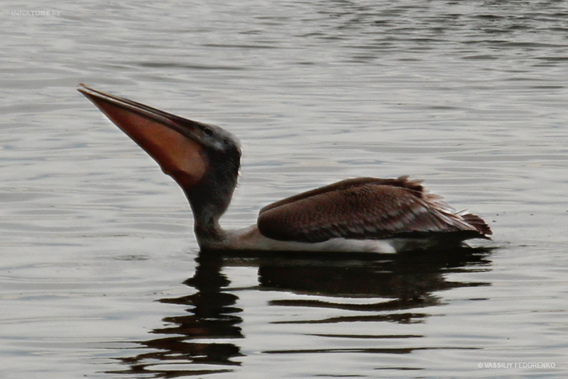 pelecanus_03.jpg