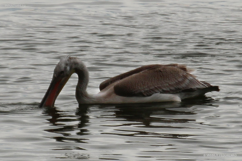 pelecanus_04.jpg