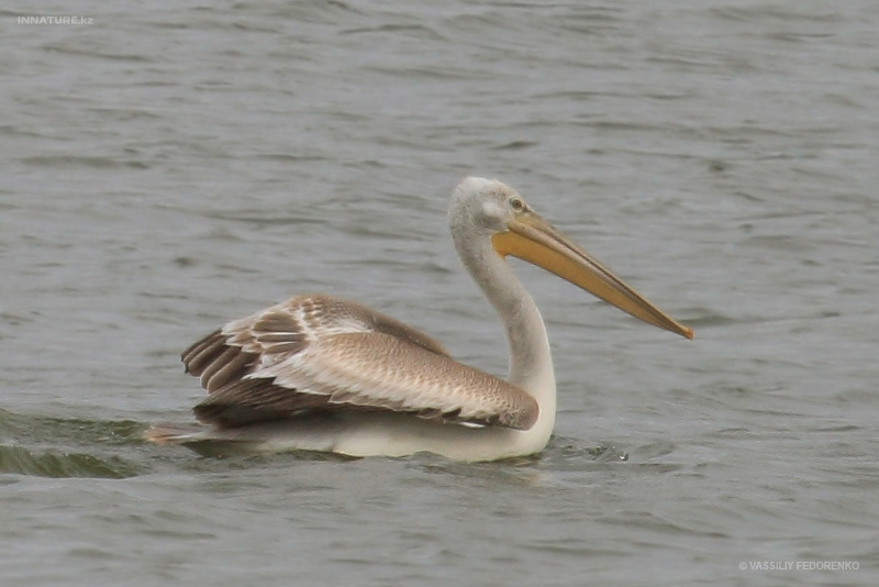 pelecanus_05.jpg