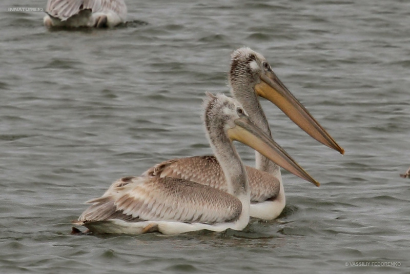 pelecanus_06.jpg