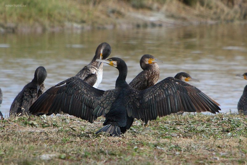 phalacrocorax-carbo_01_2.jpg