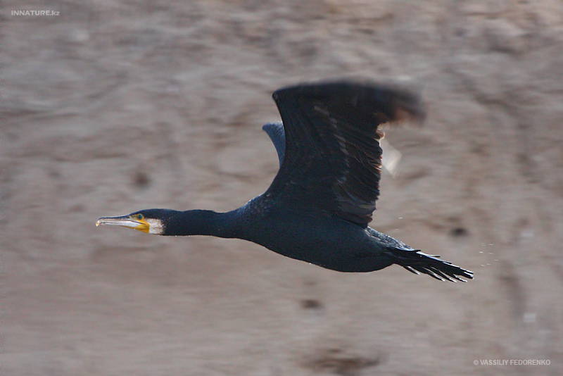 phalacrocorax-carbo_01_4.jpg