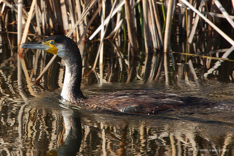 phalacrocorax-carbo_02_3.jpg