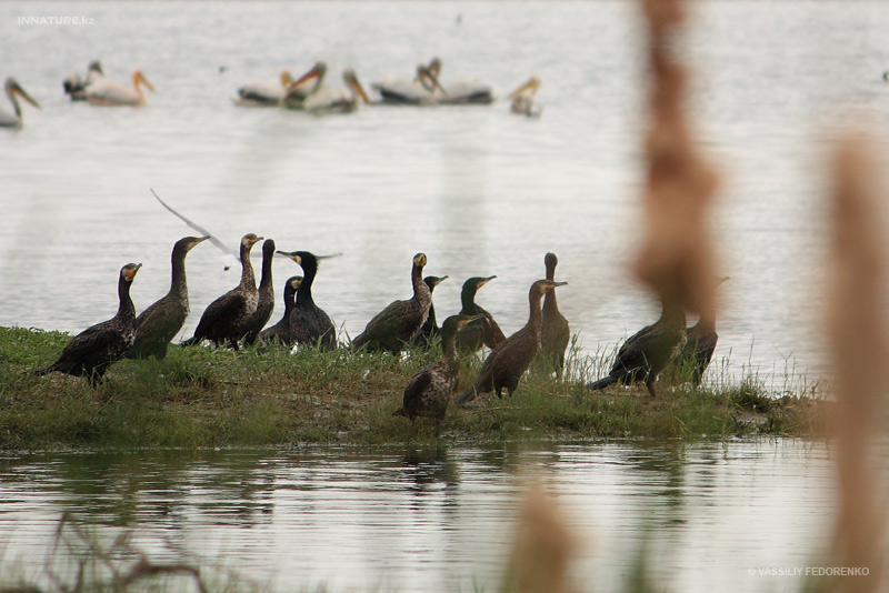 phalacrocorax-carbo_03.jpg