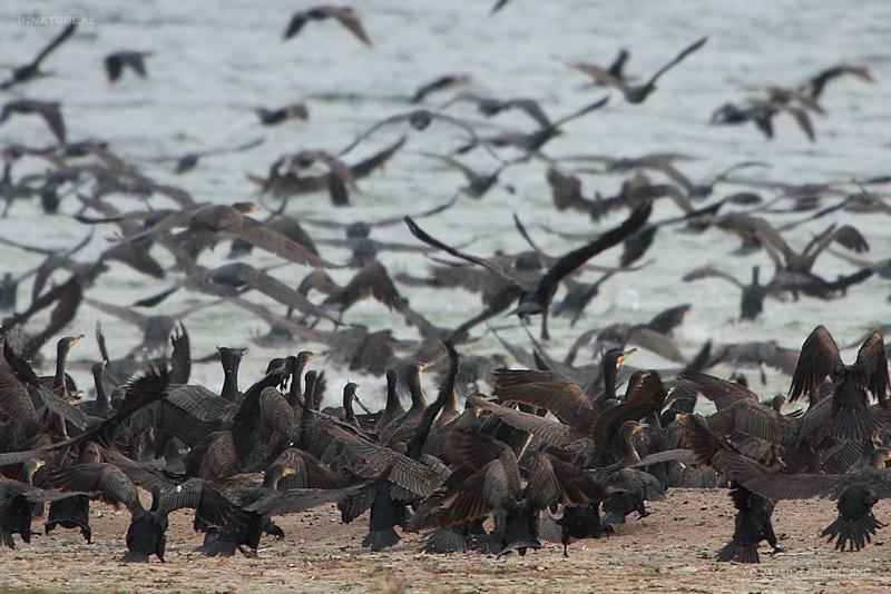 phalacrocorax-carbo_03_1.jpg