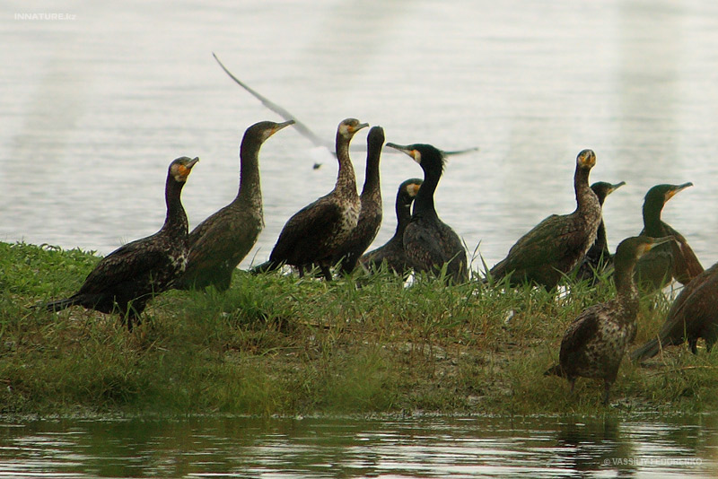 phalacrocorax-carbo_04.jpg