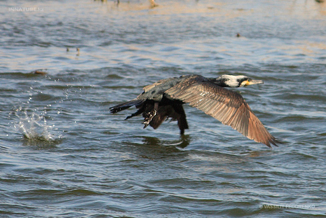 phalacrocorax_02.jpg