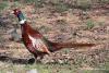 Обыкновенный фазан