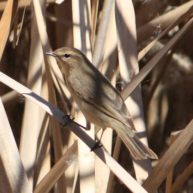 phylloscopus-collybitus_01.jpg