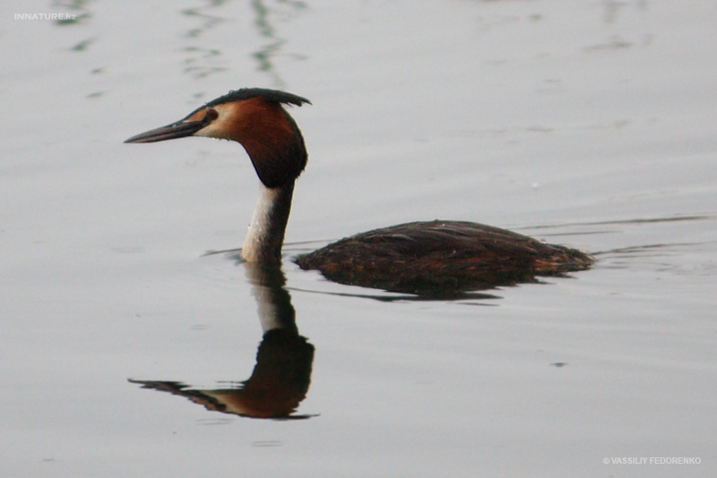 podiceps-cristatus_03.jpg