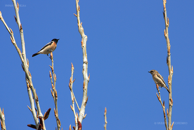 saxicola-torquata_01.jpg