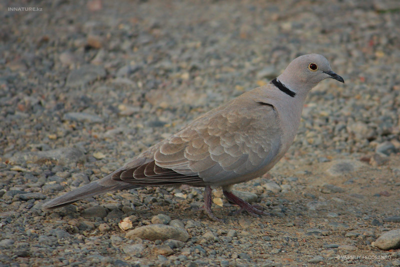 streptopelia-decaocto_02.jpg