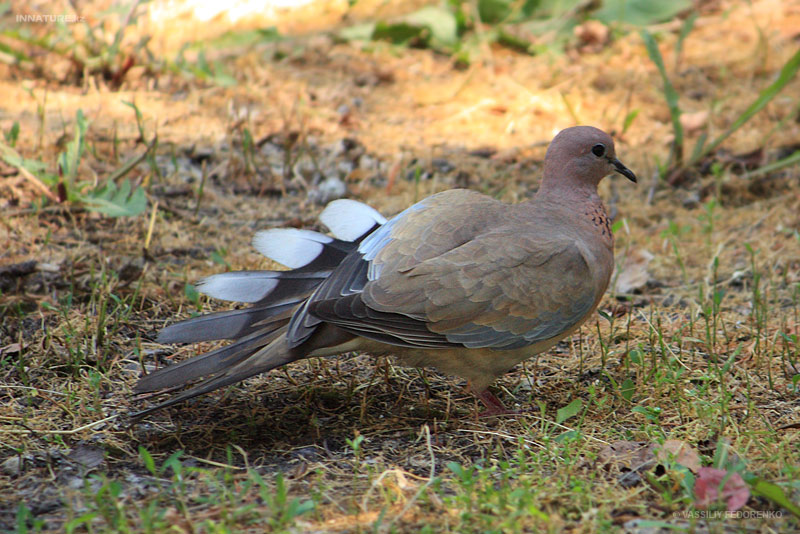 streptopelia-senegalensis_01.jpg