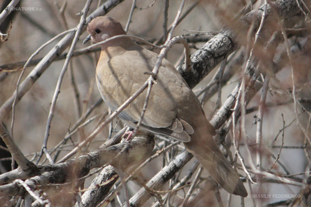 streptopelia_senegalensis.jpg