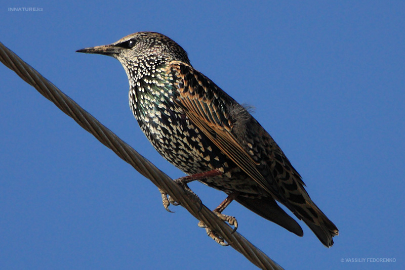 sturnus-vulgaris_02.jpg