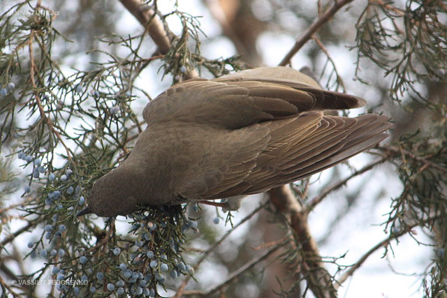 turdus_atrogularis_02.jpg