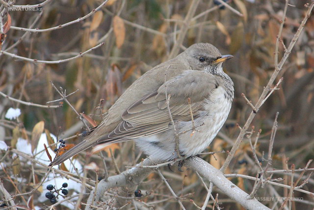 turdus_atrogularis_04.jpg