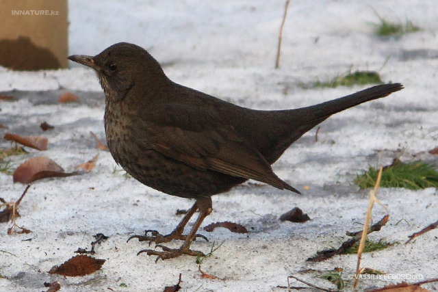 turdus_merula_05.jpg