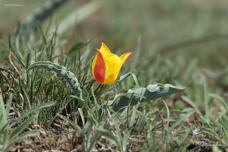 tulipa-alberti_03.jpg