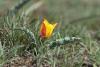 tulipa-alberti_03_t1.jpg