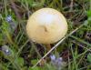Неопознанный гриб 8