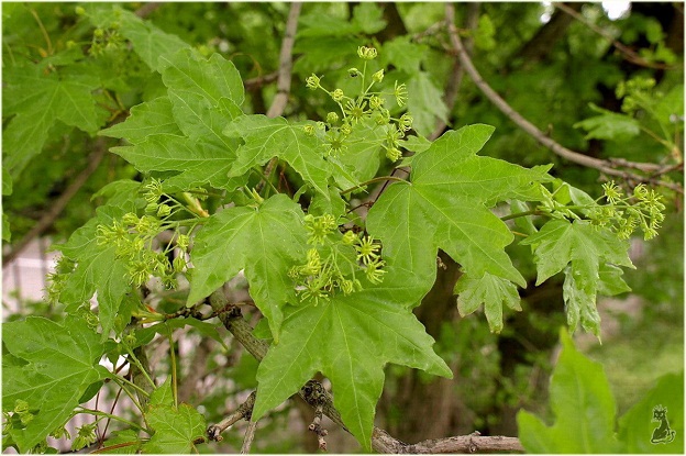 acer_campestre.jpg