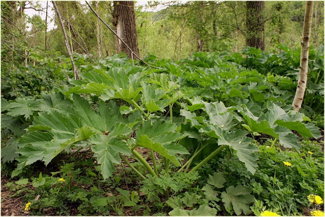 heracleum_dissectum.jpg