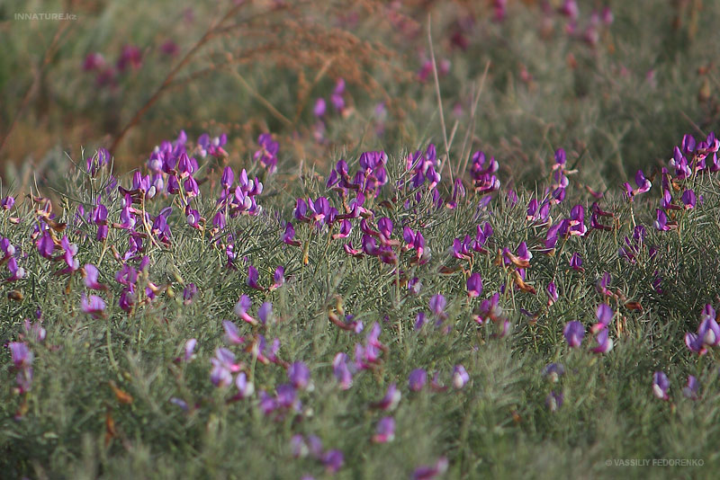 vicia-subvillosa_01.jpg