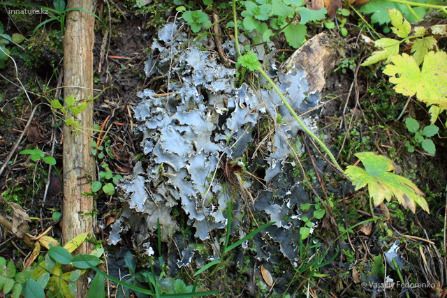 lichen_02_1s.jpg