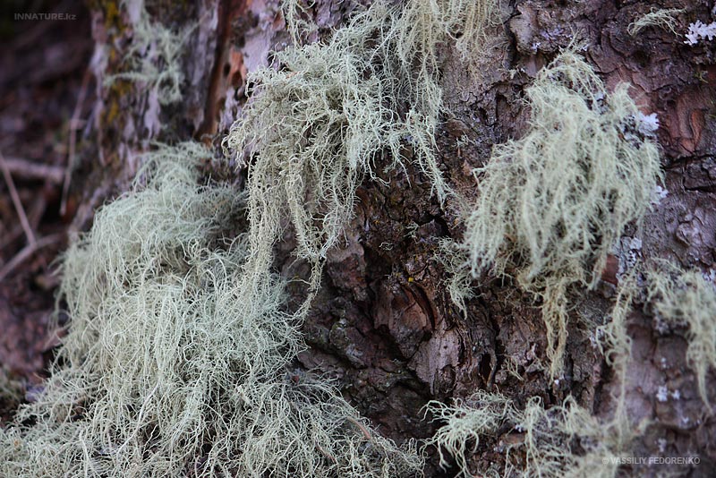 usnea-hirta_01.jpg