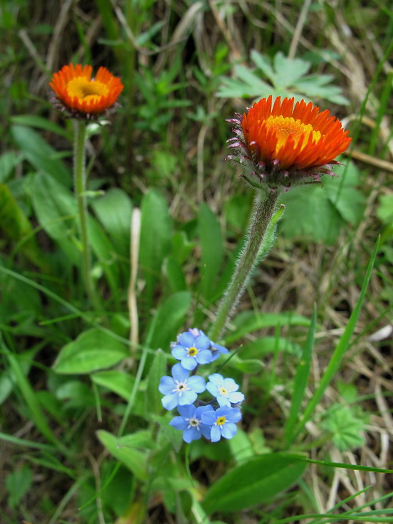 erigeron.jpg