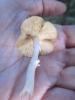 Неопознанный гриб