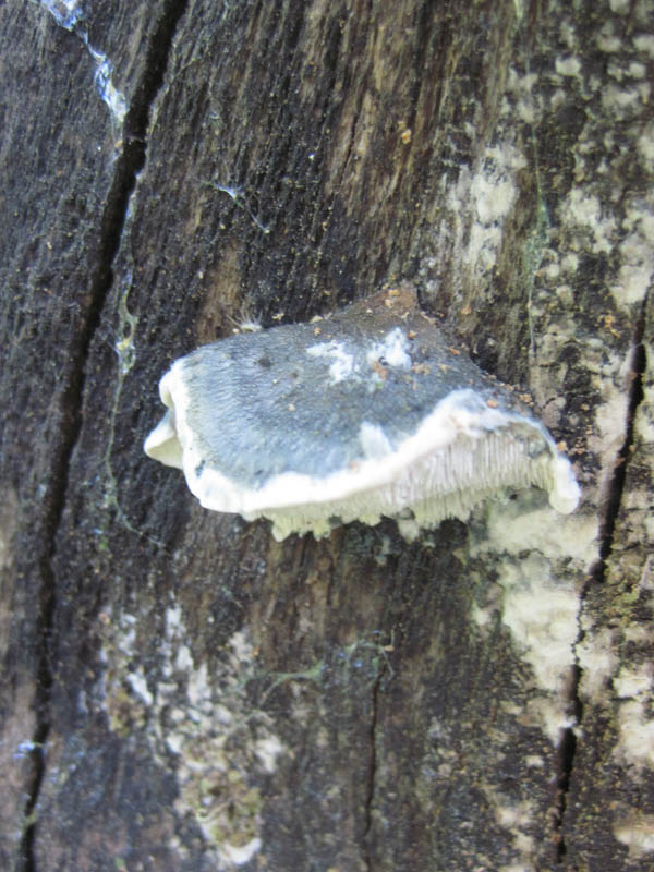 Олигопорус синевато-серый