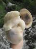Неопознанный гриб