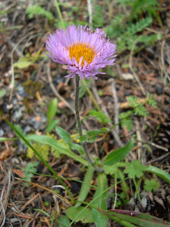 erigeron_2.jpg