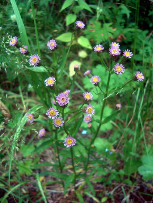 erigeron_3.jpg