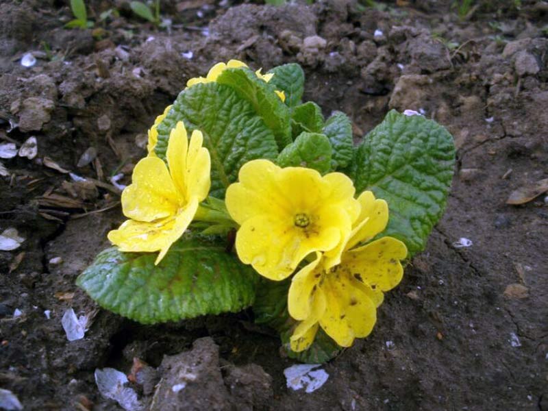 primula2.jpg