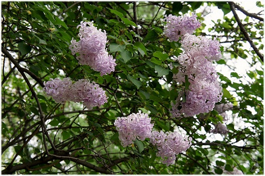 syringa_persica.jpg