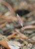 Гвоздика иглолистная (Dianthus acicularis Fisch. ex Ledeb.)