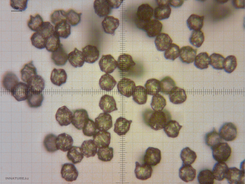 entoloma-clypeatum-01-2.jpg