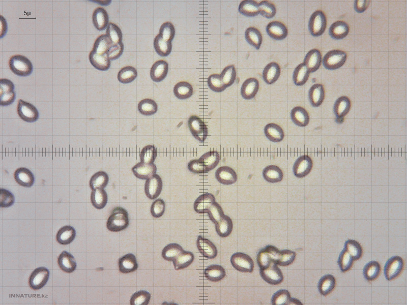 tricholoma-terreum-01-3.jpg