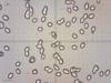 tricholoma-terreum-01-3_t1.jpg