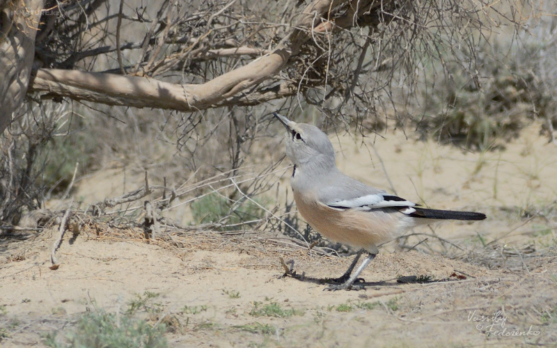 podoces-panderi-ilensis_08.jpg