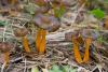 cantharellus-lutescens_03_t1.jpg