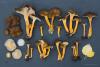 cantharellus-lutescens_05_t1.jpg