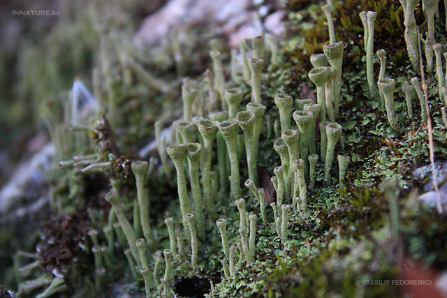 lichen_03_1.jpg